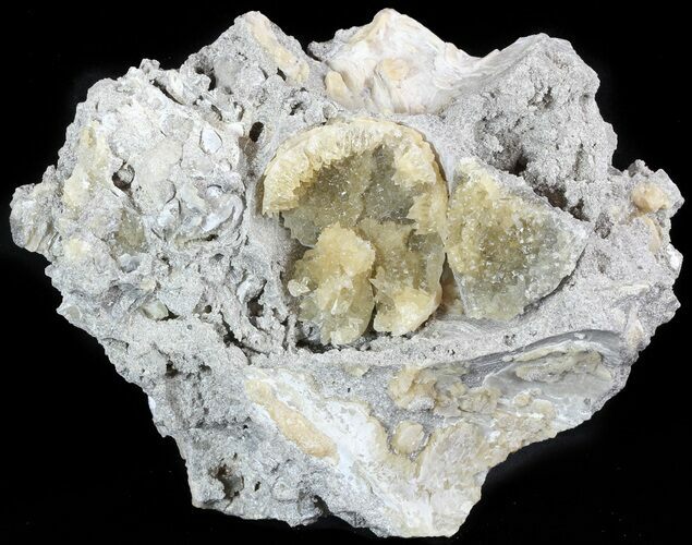 Partial Crystal Filled Fossil Clams in Matrix - Rucks Pit, FL #48319